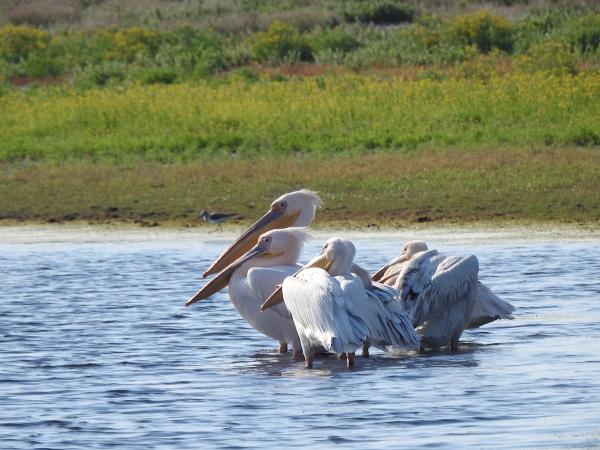pelikán bílý - ML619342041