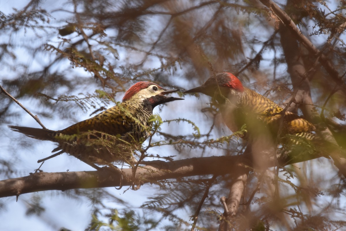 Black-necked Woodpecker - ML619342087