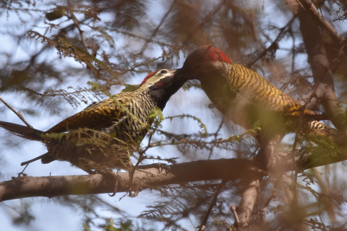 Black-necked Woodpecker - ML619342088