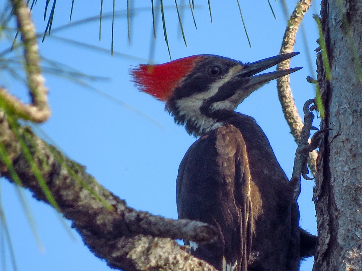 Pileated Woodpecker - ML619342109