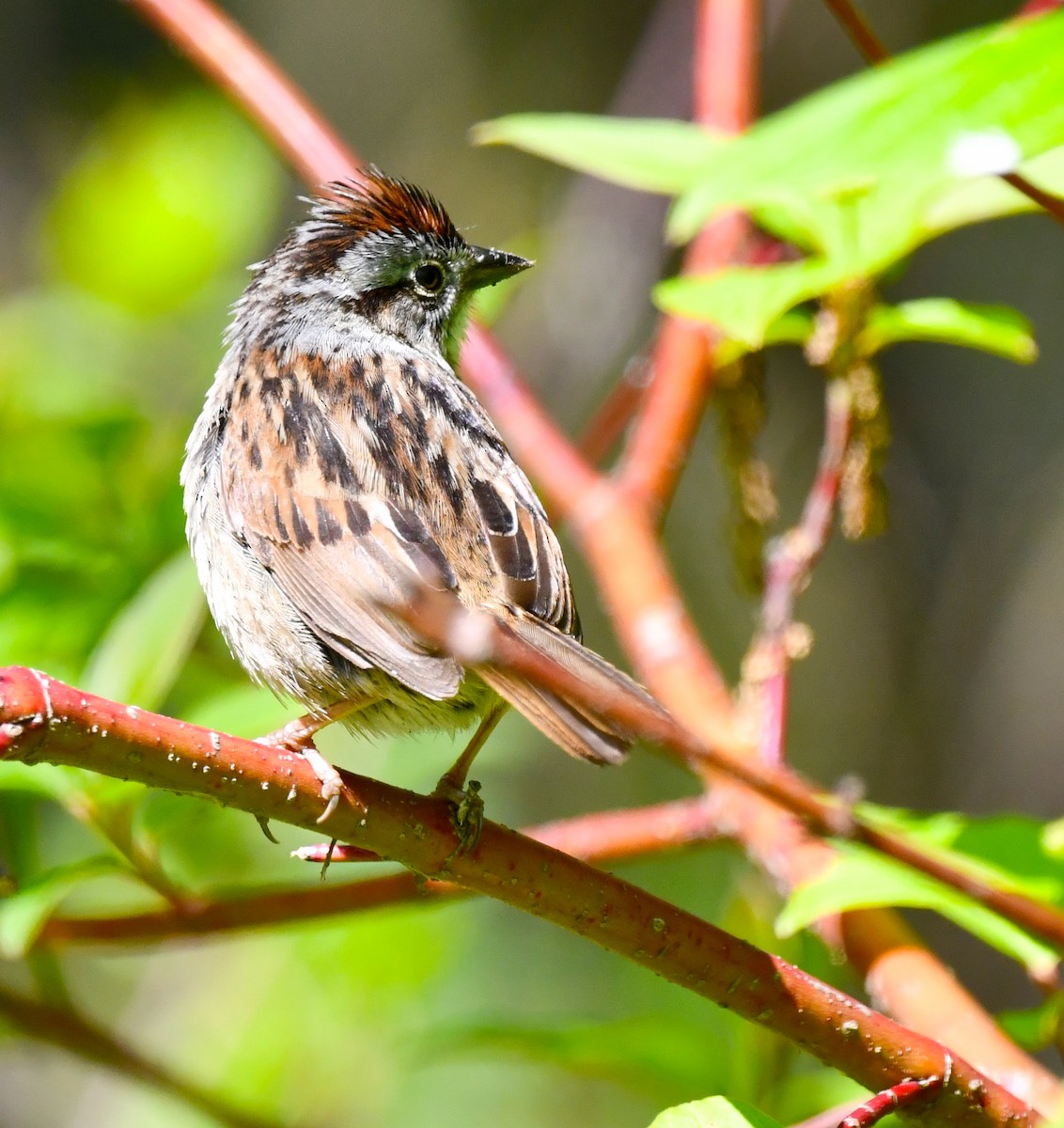 Swamp Sparrow - ML619342121