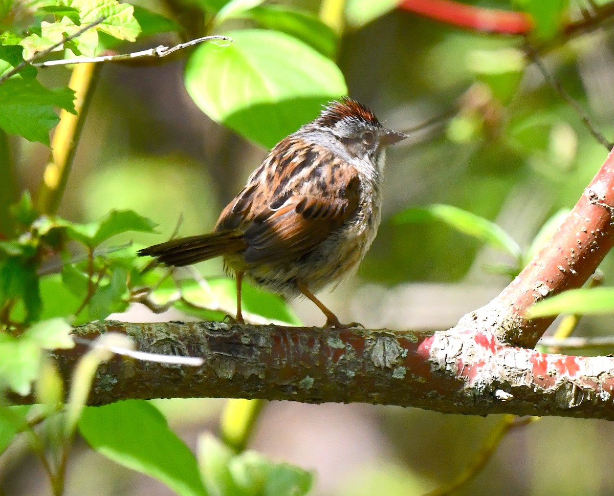 Swamp Sparrow - ML619342127