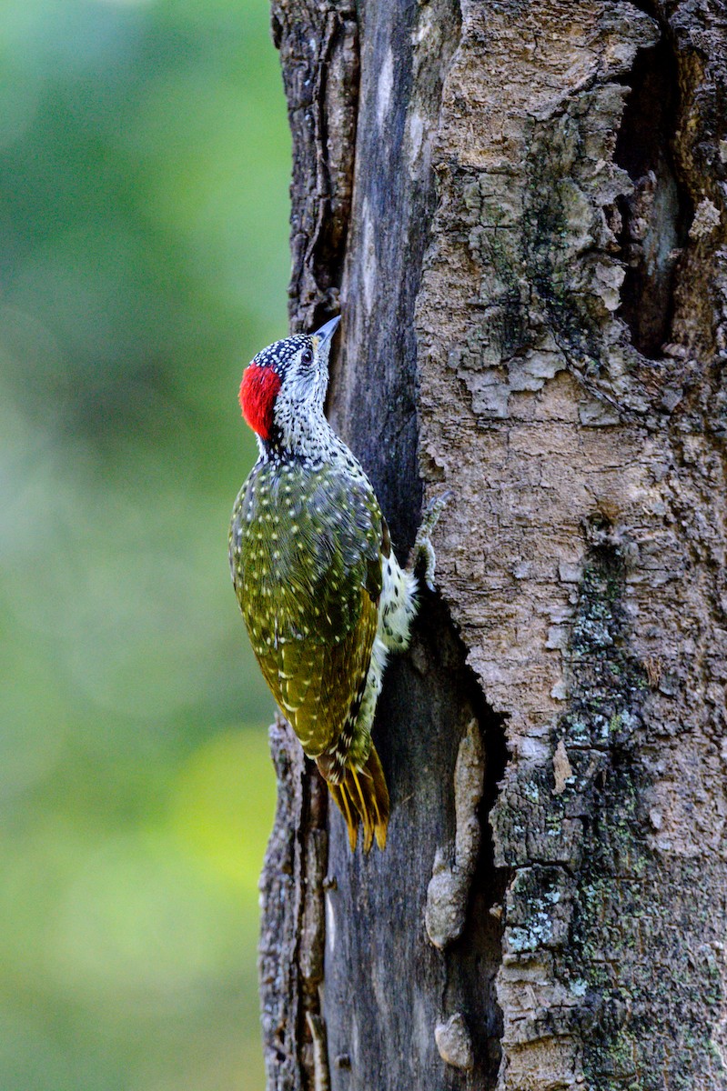 Nubian Woodpecker - ML619342134