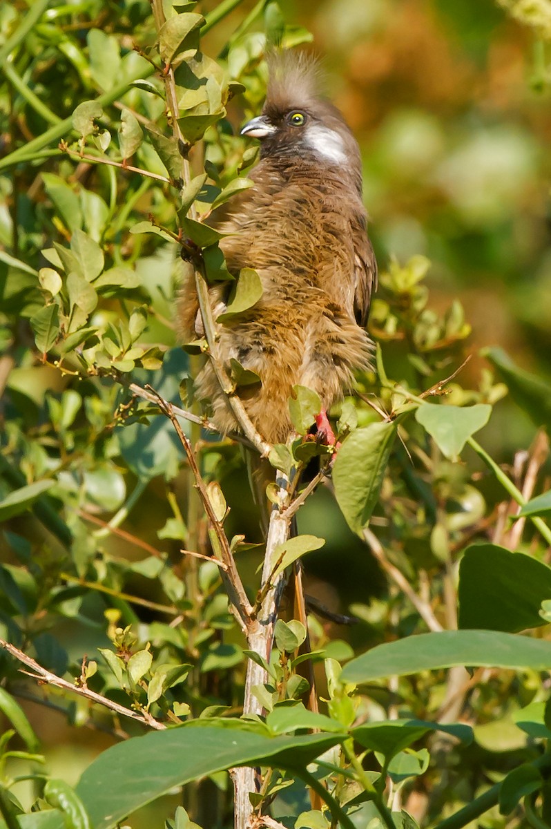 Speckled Mousebird - ML619342141