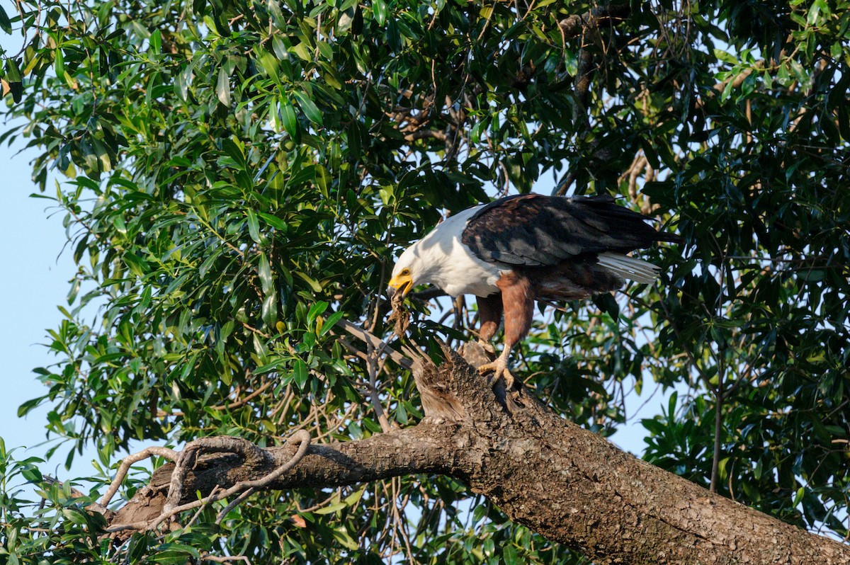 African Fish-Eagle - ML619342144