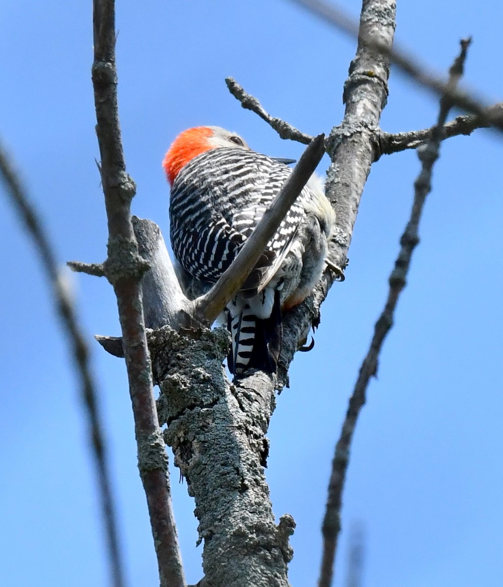Red-bellied Woodpecker - ML619342151
