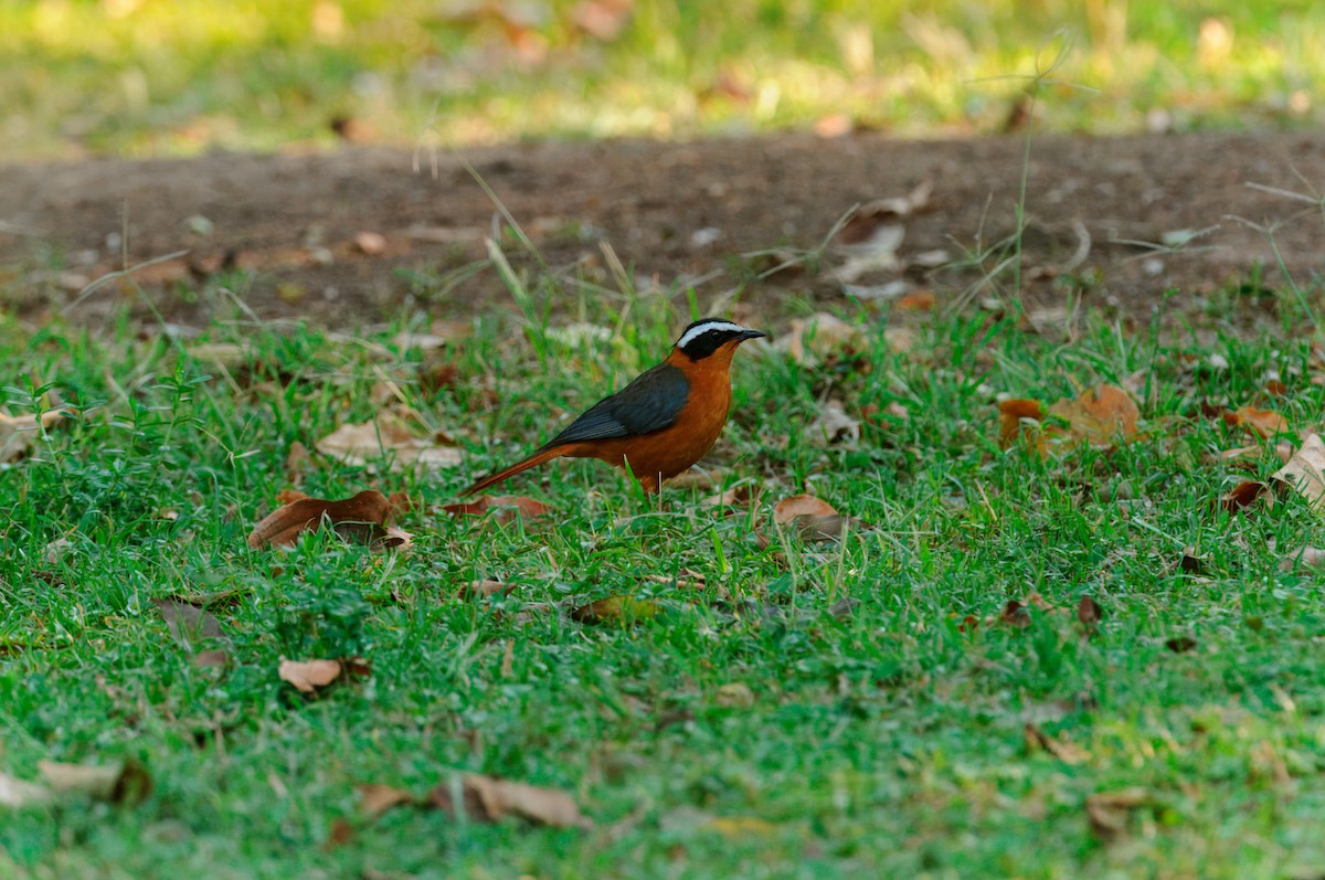 White-browed Robin-Chat - ML619342158