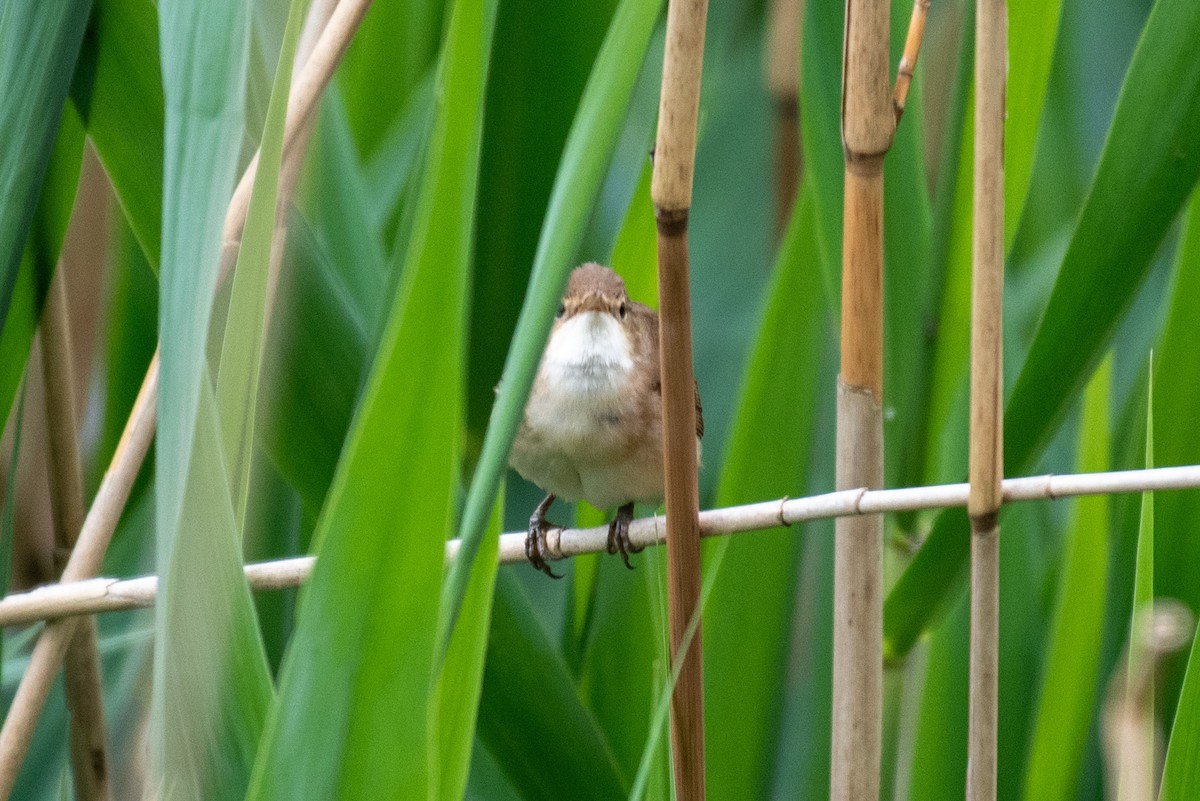 Common Reed Warbler - ML619342211