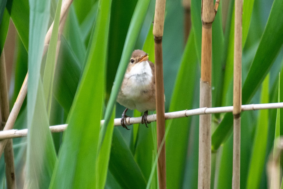 Common Reed Warbler - ML619342213
