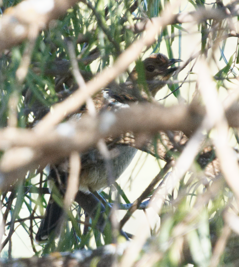 Spotted Bowerbird - ML619342254