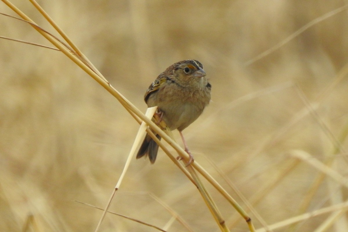 Grasshopper Sparrow - ML619342260