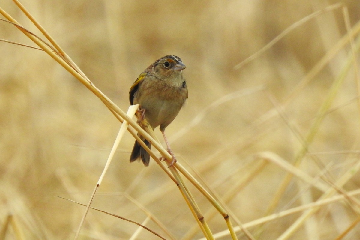 Grasshopper Sparrow - ML619342261