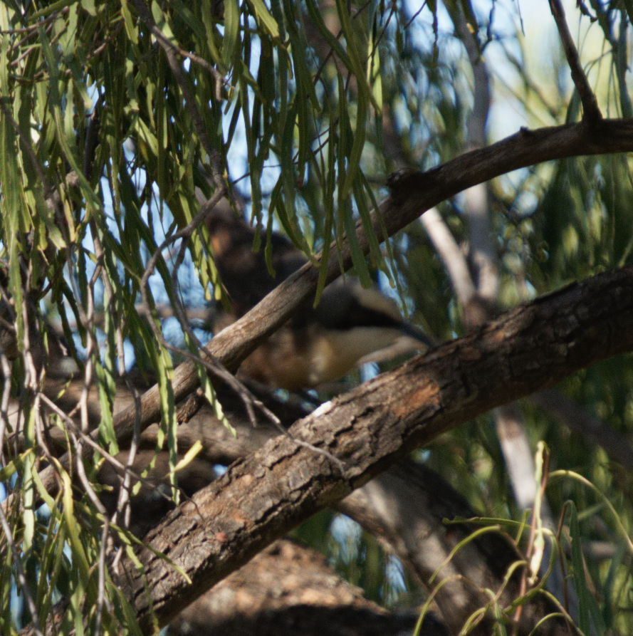 Gray-crowned Babbler - ML619342292
