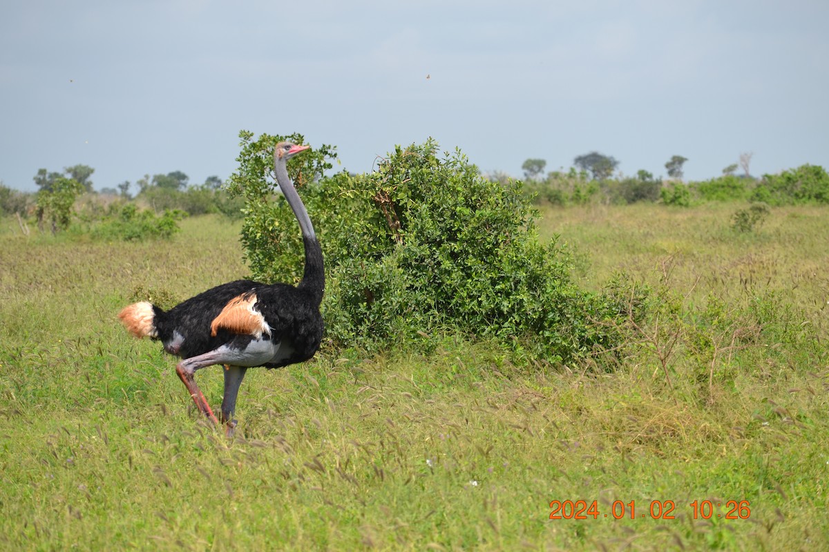 Somali Ostrich - ML619342293