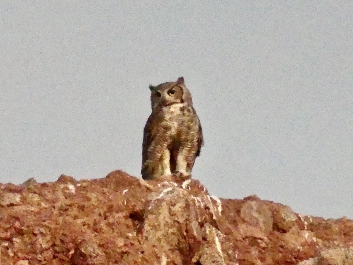 Great Horned Owl - ML619342297