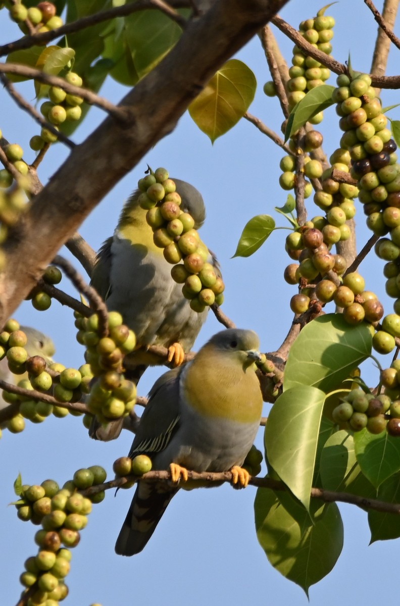 Yellow-footed Green-Pigeon - ML619342302