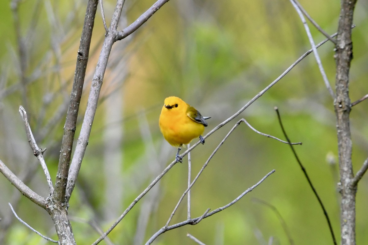 Prothonotary Warbler - ML619342303