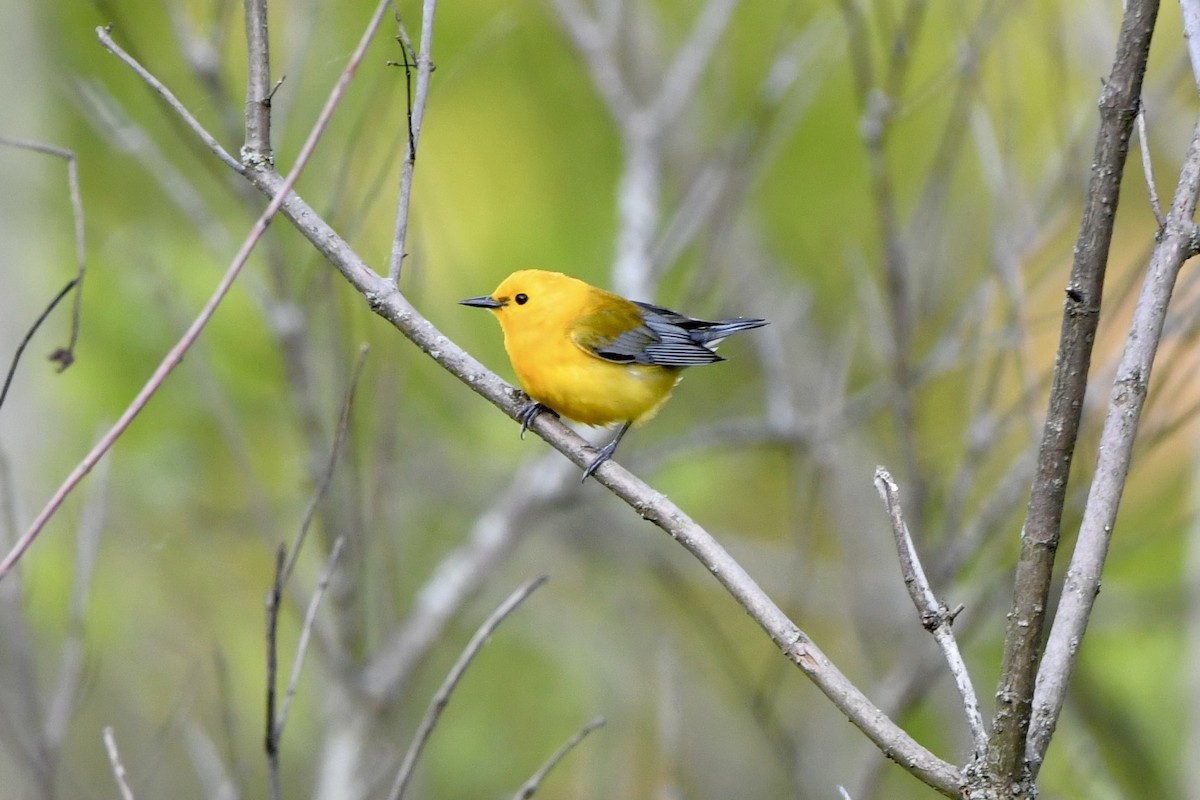 Prothonotary Warbler - ML619342304