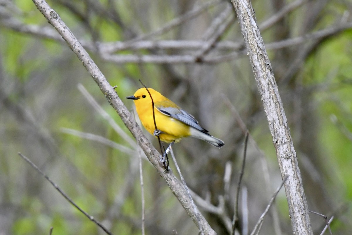 Prothonotary Warbler - ML619342305