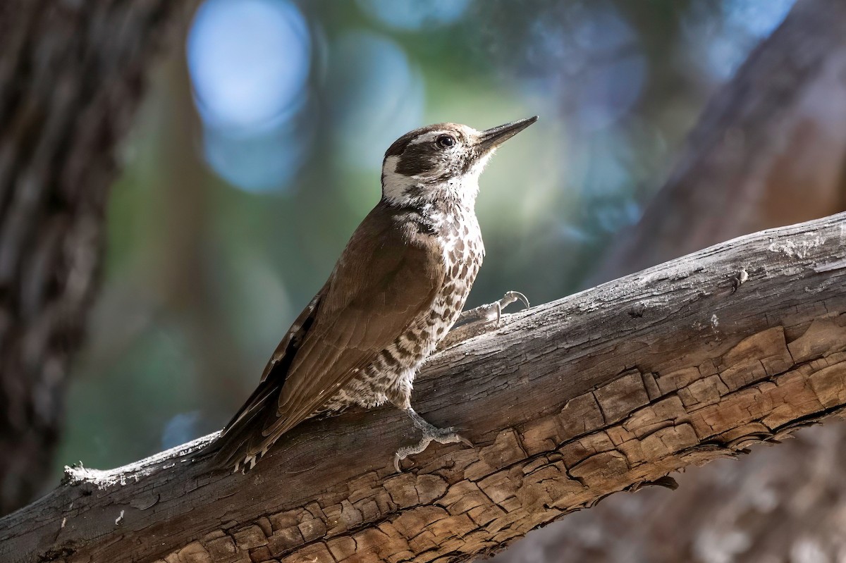 Arizona Woodpecker - ML619342317