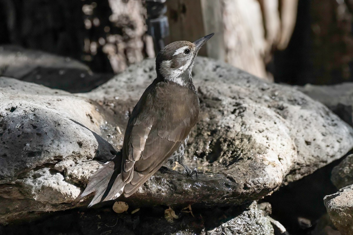 Arizona Woodpecker - ML619342318