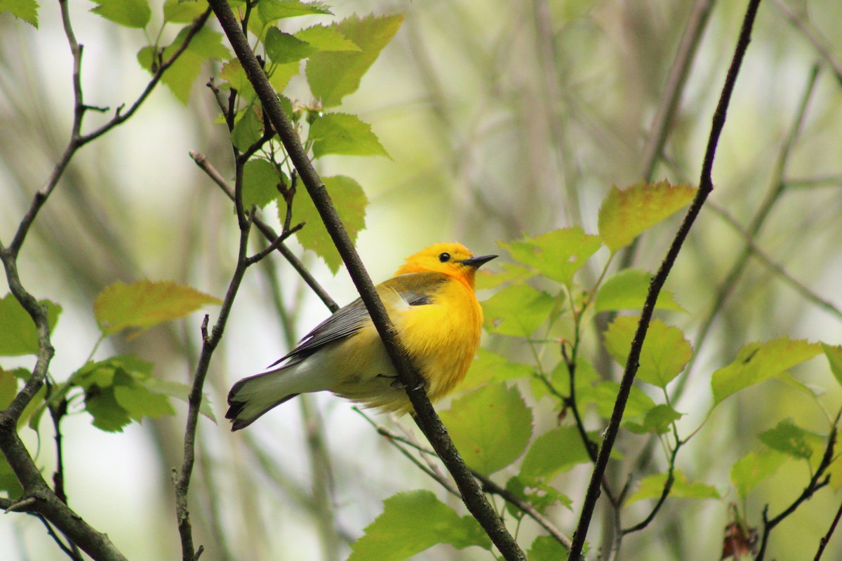 Prothonotary Warbler - ML619342319