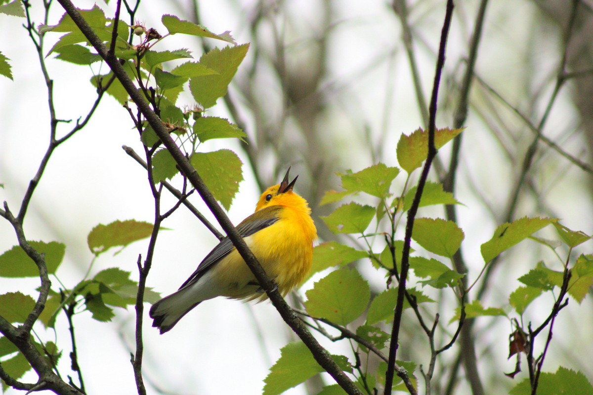 Prothonotary Warbler - ML619342321