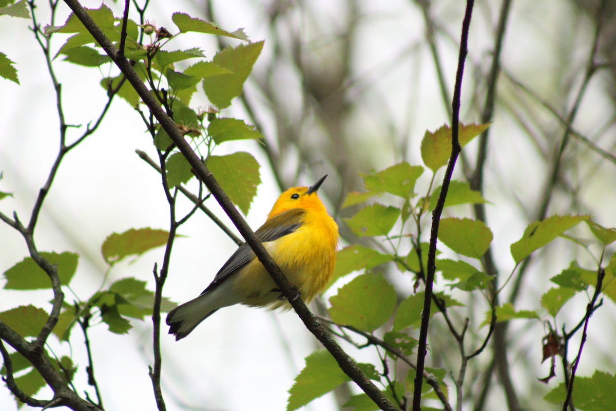 Prothonotary Warbler - ML619342322