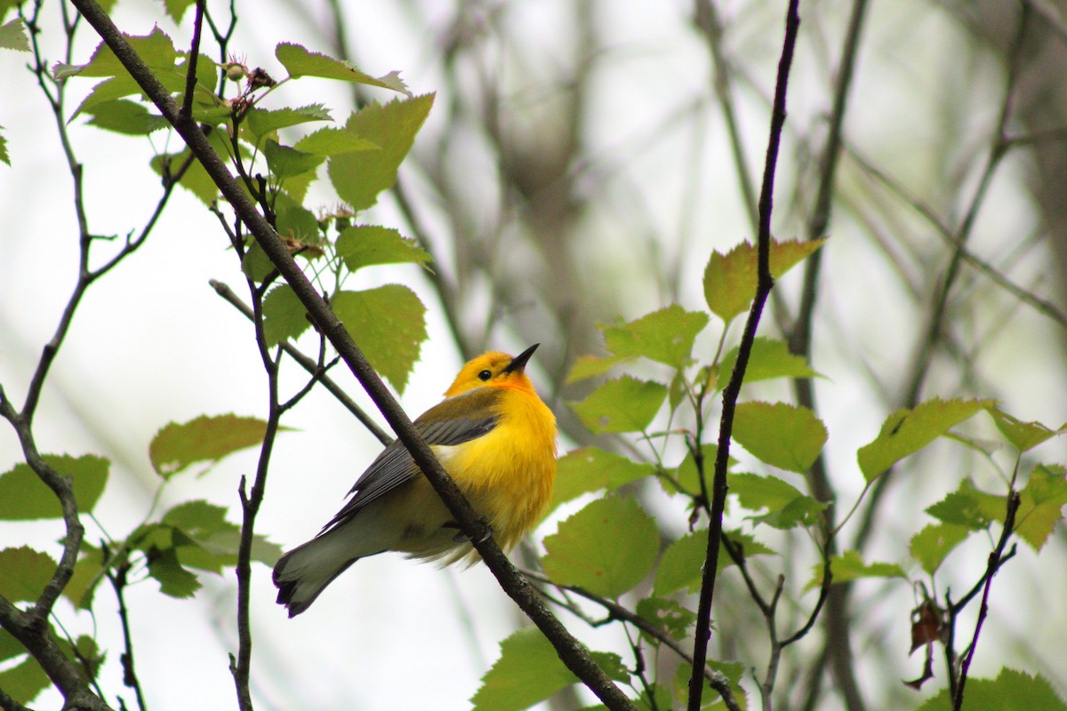 Prothonotary Warbler - ML619342324