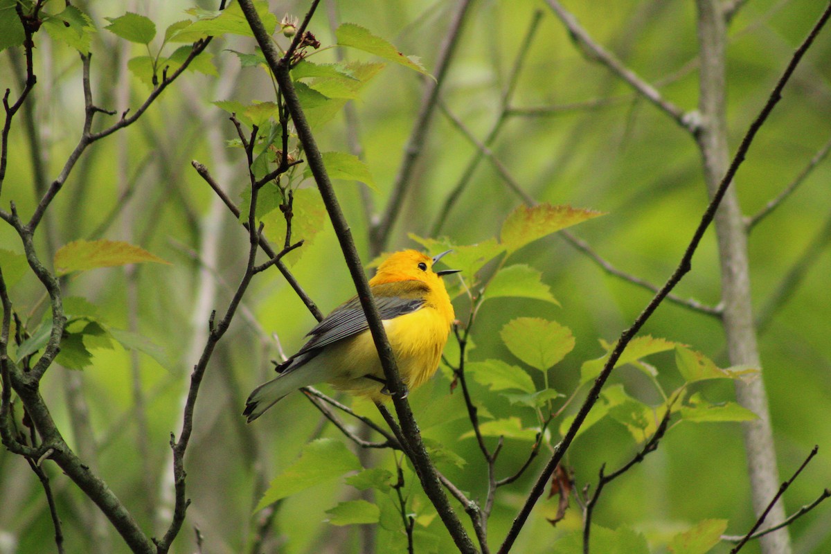 Prothonotary Warbler - ML619342325