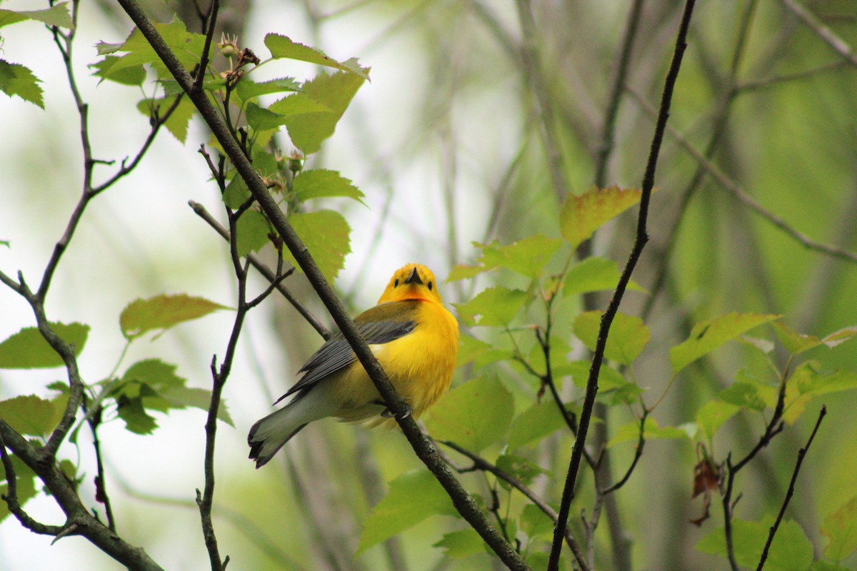 Prothonotary Warbler - ML619342326