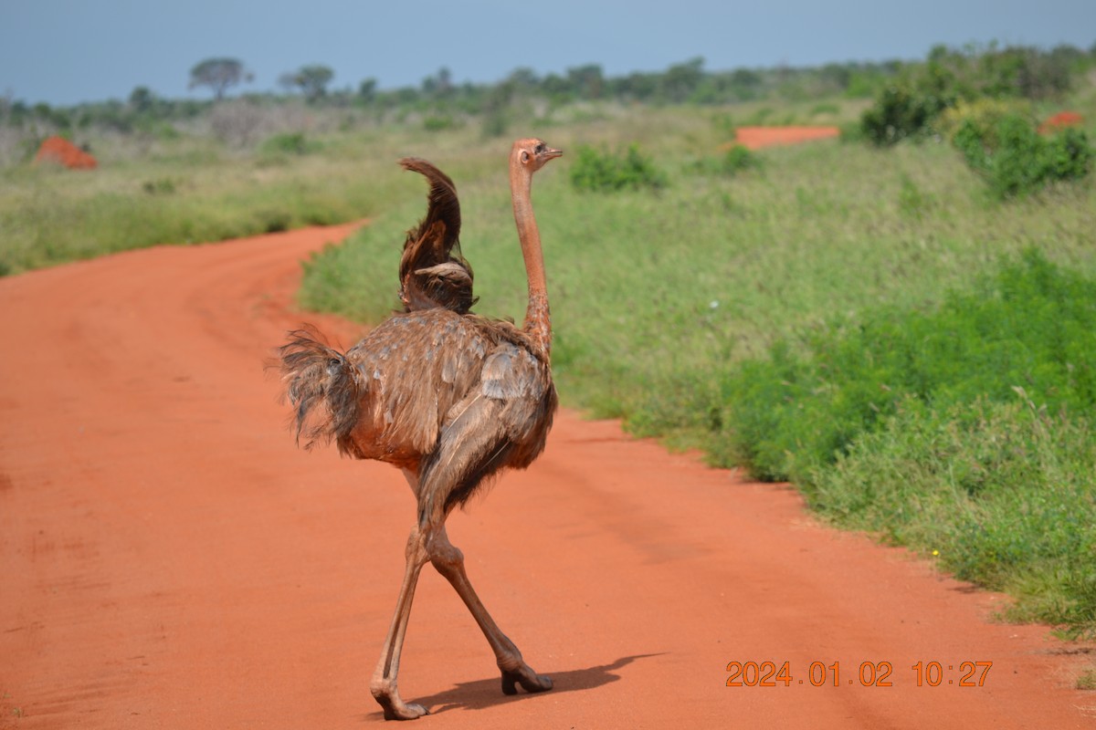 Common Ostrich - ML619342351