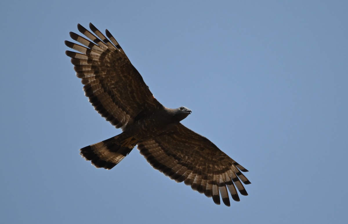 Crested Serpent-Eagle - ML619342354