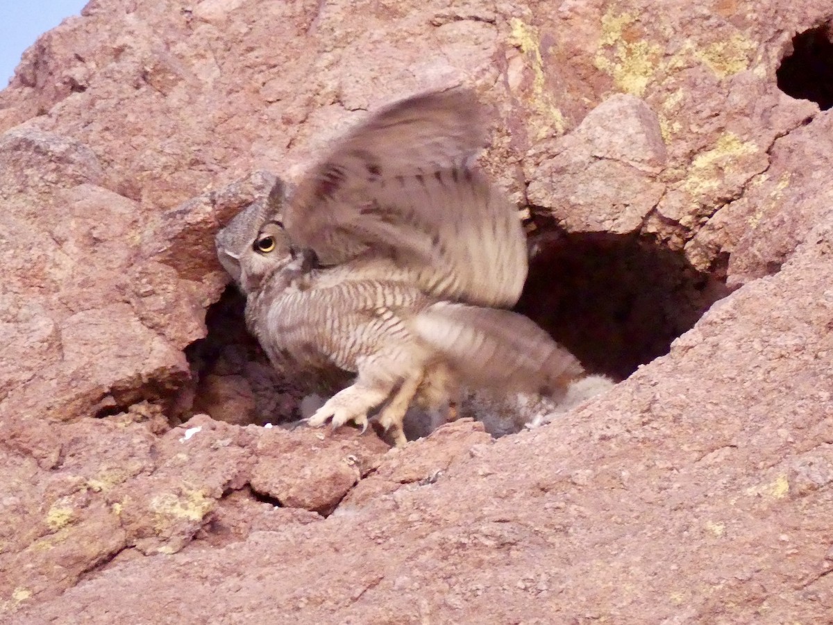 Great Horned Owl - ML619342363