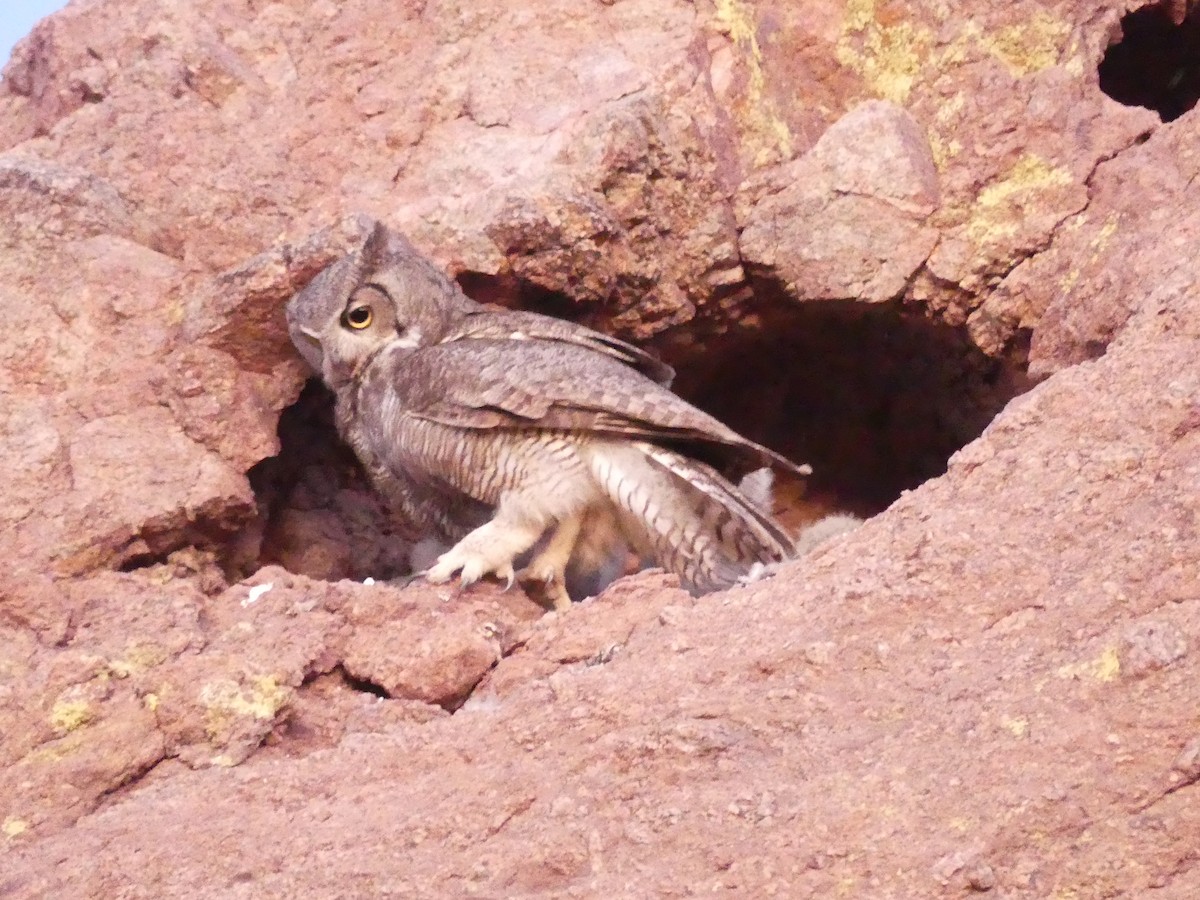 Great Horned Owl - ML619342364