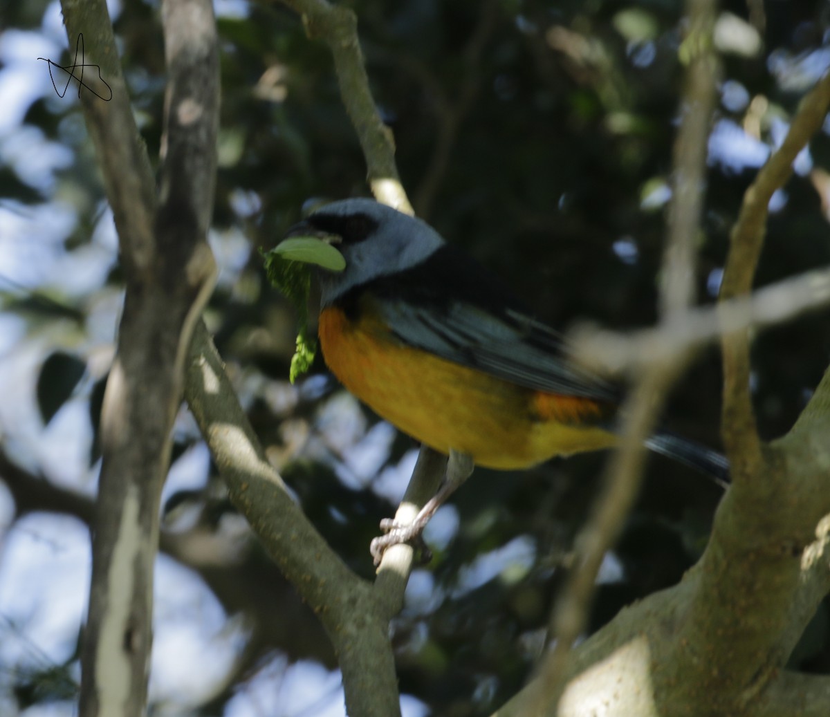 Blue-and-yellow Tanager - ML619342397