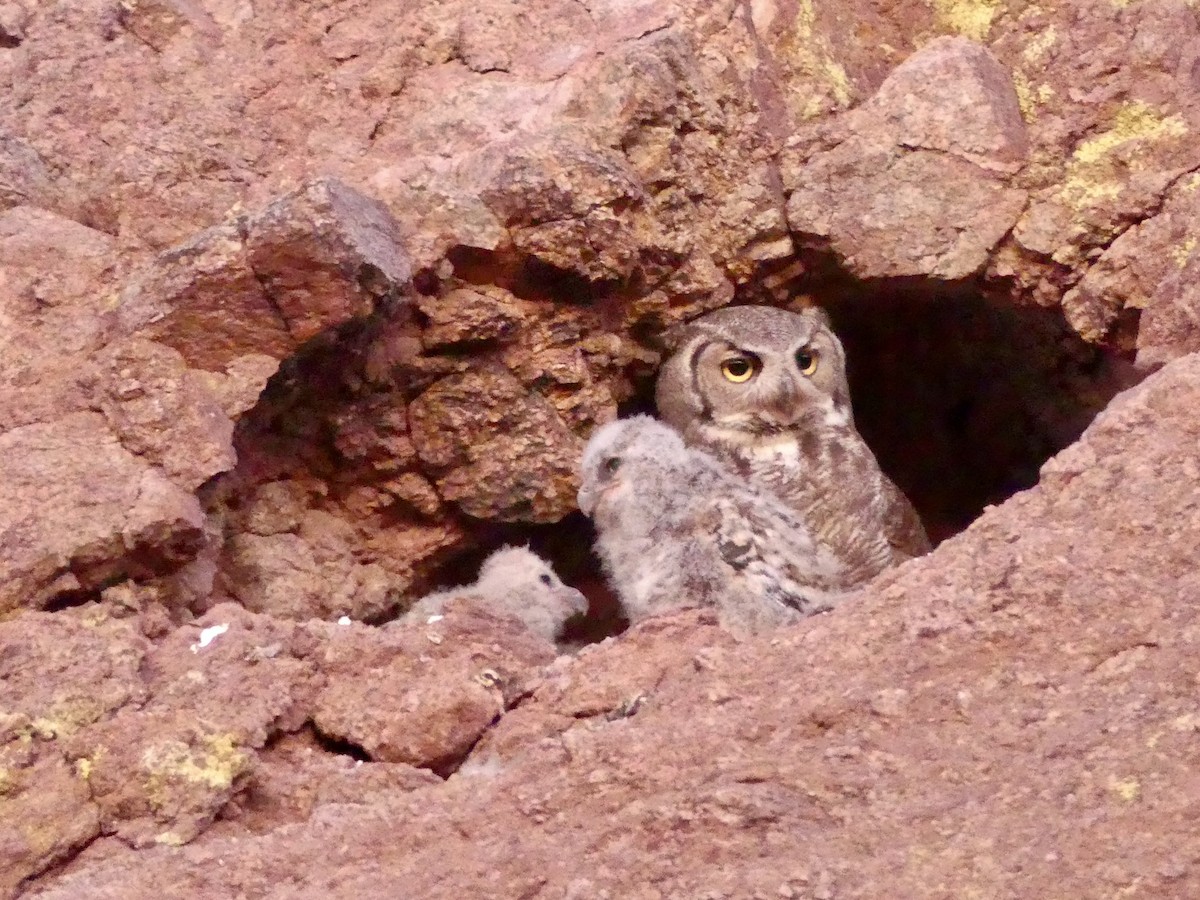 Great Horned Owl - ML619342416