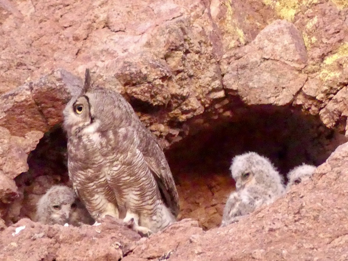 Great Horned Owl - ML619342417