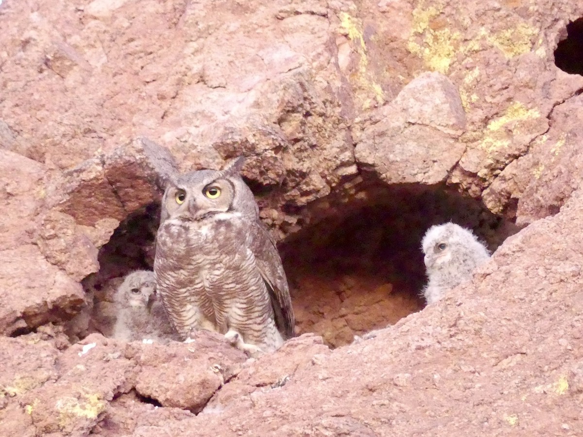 Great Horned Owl - ML619342418
