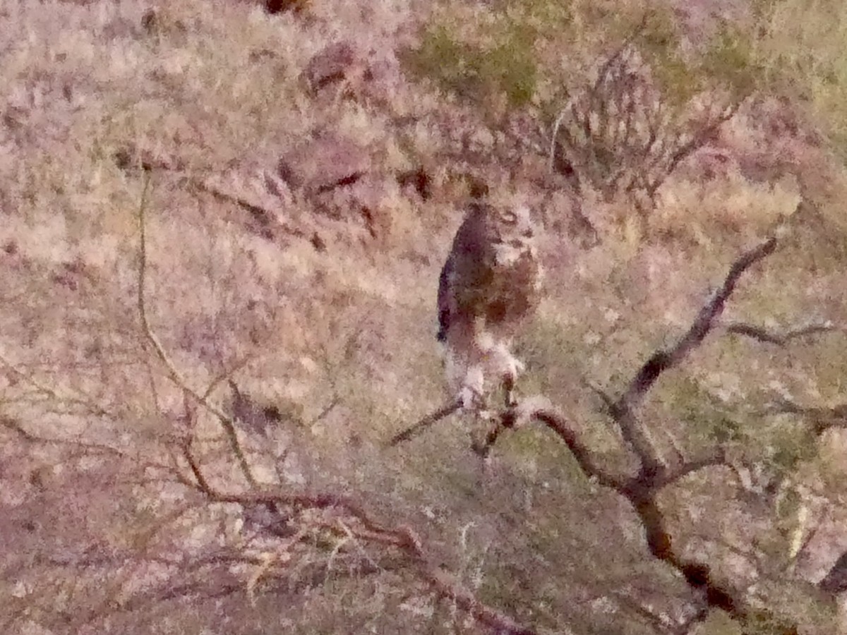 Great Horned Owl - ML619342428