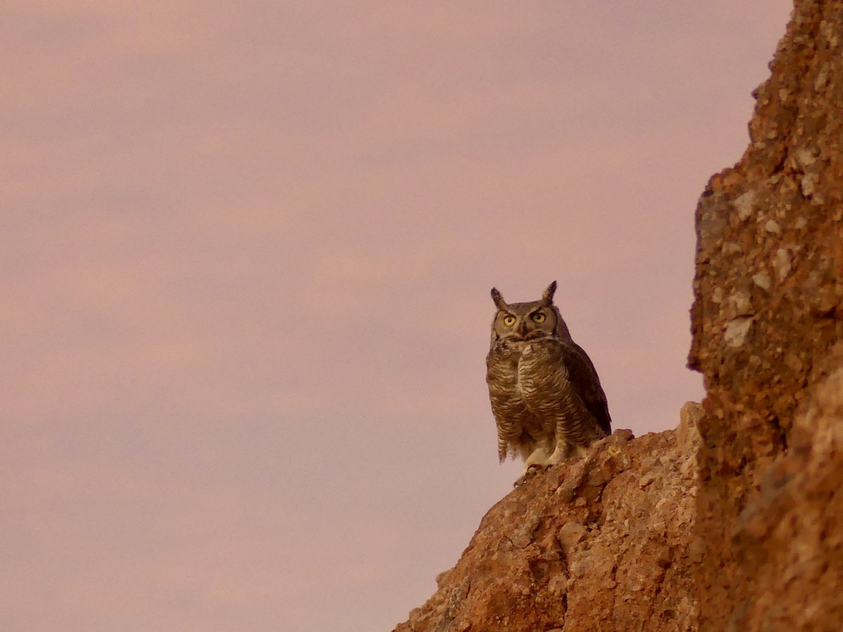 Great Horned Owl - ML619342460