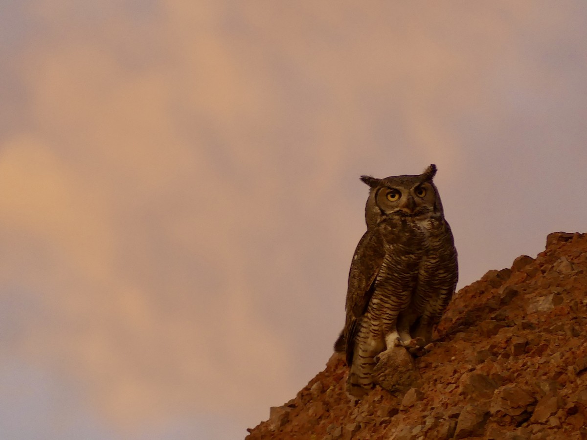 Great Horned Owl - ML619342461