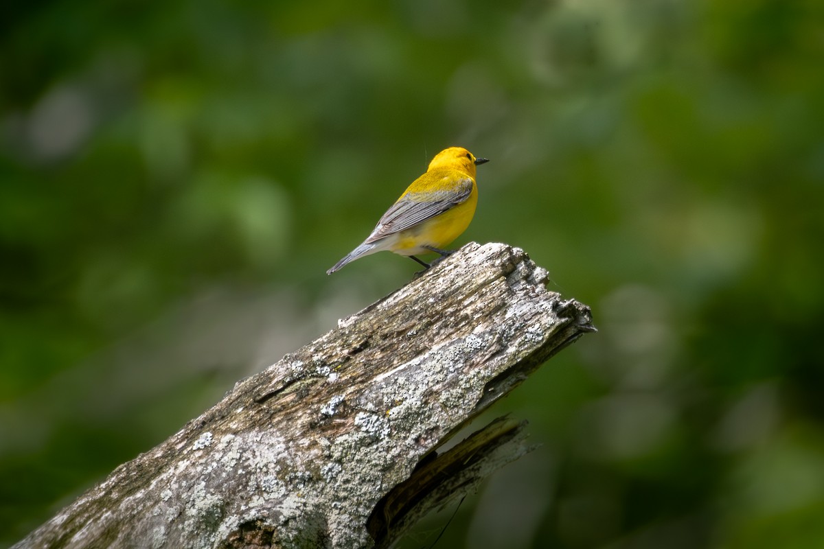 Prothonotary Warbler - ML619342508