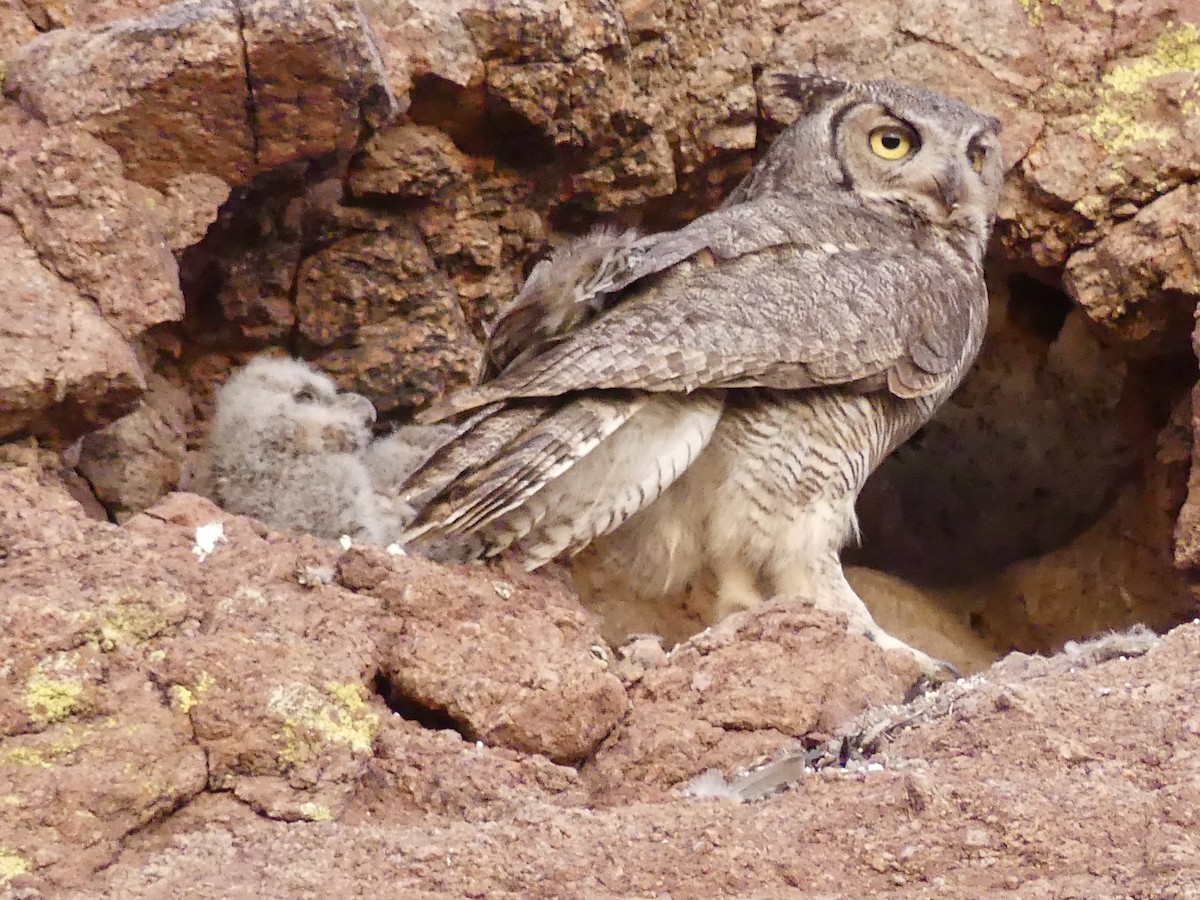 Great Horned Owl - ML619342515