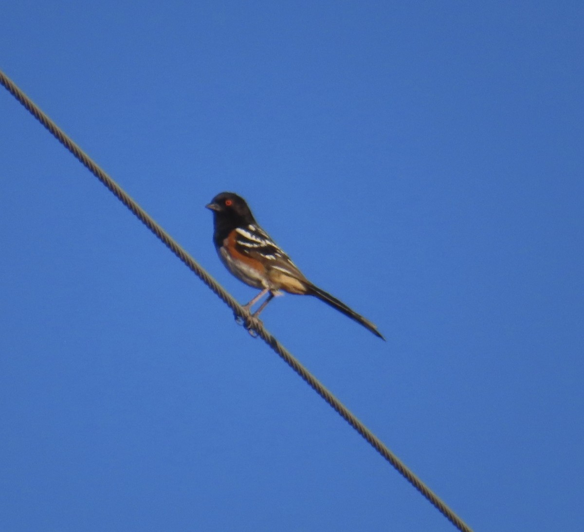 Spotted Towhee - ML619342519