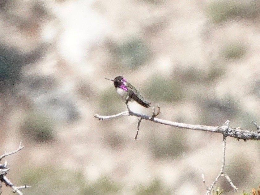 Costa's Hummingbird - ML619342533