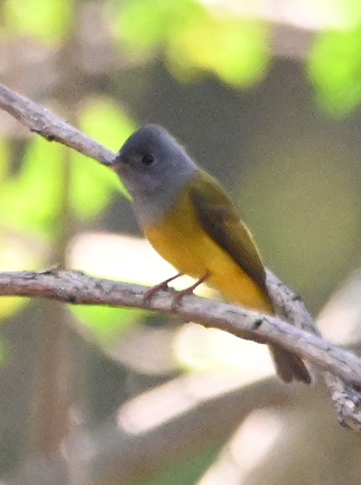 Gray-headed Canary-Flycatcher - ML619342547