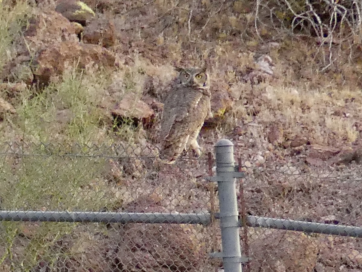 Great Horned Owl - ML619342554