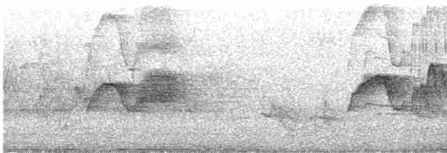 Светлобрюхий фиби - ML619342571
