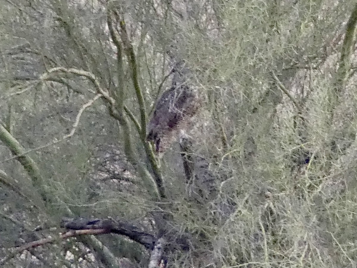 Great Horned Owl - ML619342589